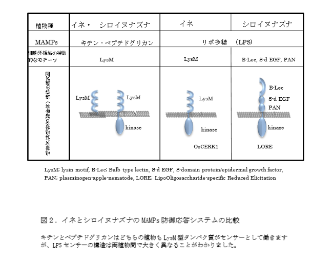 植物の免疫システムを活性化する「LPS」のセンサーを発見