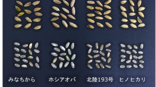 多収で病害虫に強い飼料用米に適したイネ新品種「みなちから」