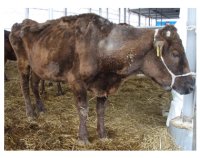 ヨーネ病の病態発生メカニズムを解明