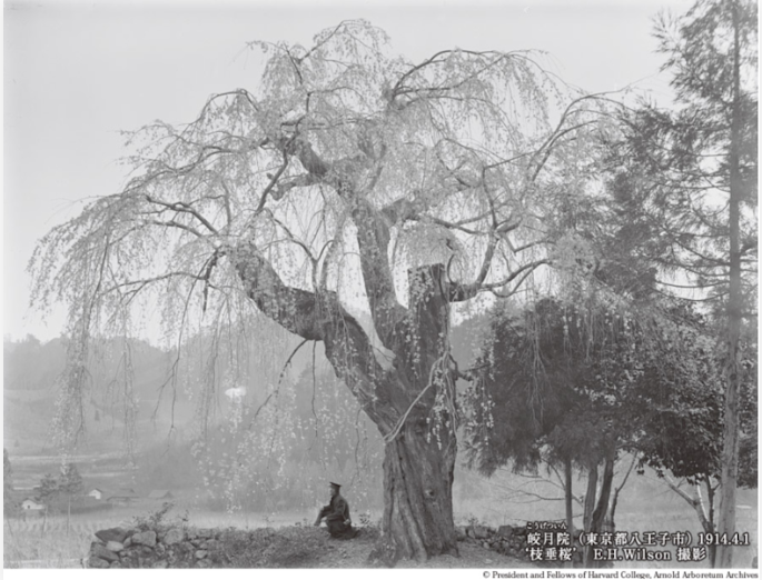 ï¼ï¼ï¼å¹´åã®æ±äº¬ã¨èªç¶ï¼ãã©ã³ããã³ã¿ã¼ãã¦ã£ã«ã½ã³ã®åçããï¼