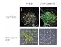 植物の乾燥耐性と洪水耐性のトレードオフ