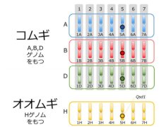 ゲノム編集で迅速にコムギの特性を改良～収穫前の雨で発芽せず良質な小麦生産に向けて～