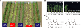日本型イネ由来の新規除草剤抵抗性遺伝子HIS1の発見～複数の除草剤を不活性化する仕組みを解明～