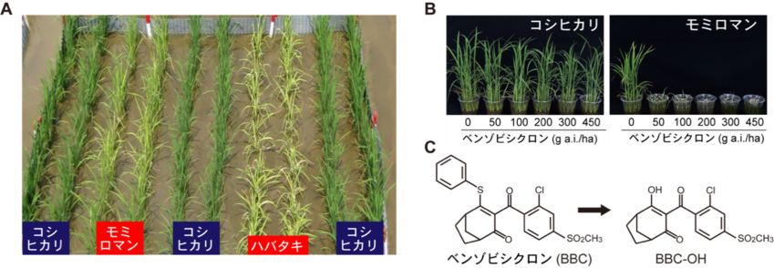 日本型イネ由来の新規除草剤抵抗性遺伝子HIS1の発見～複数の除草剤を不活性化する仕組みを解明～