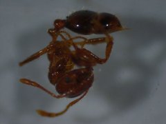 名古屋港におけるヒアリの確認について
