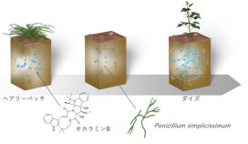 ダイズ根圏に殺⾍活性物質オカラミンを発⾒