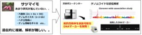 個体を高効率に選抜可能なDNAマーカーの開発に成功！