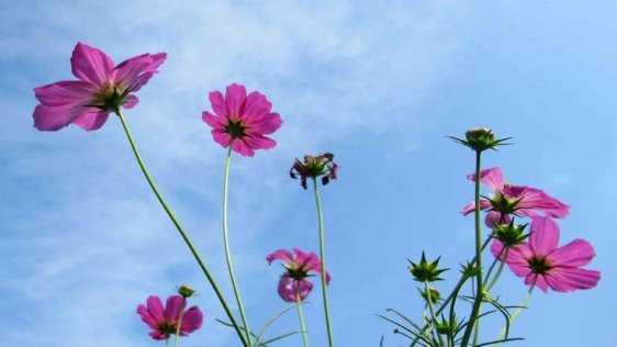 新たな作物種の誕生につながる植物交配の分子機構を解明(Plant Breeding Discovery Could Pave Way for New Crop Species)