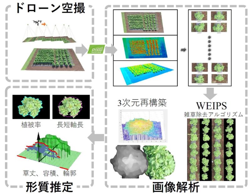 ドローン空撮画像から植物1個体ごとの3次元形質を自動推定する手法の開発 テック アイ技術情報研究所