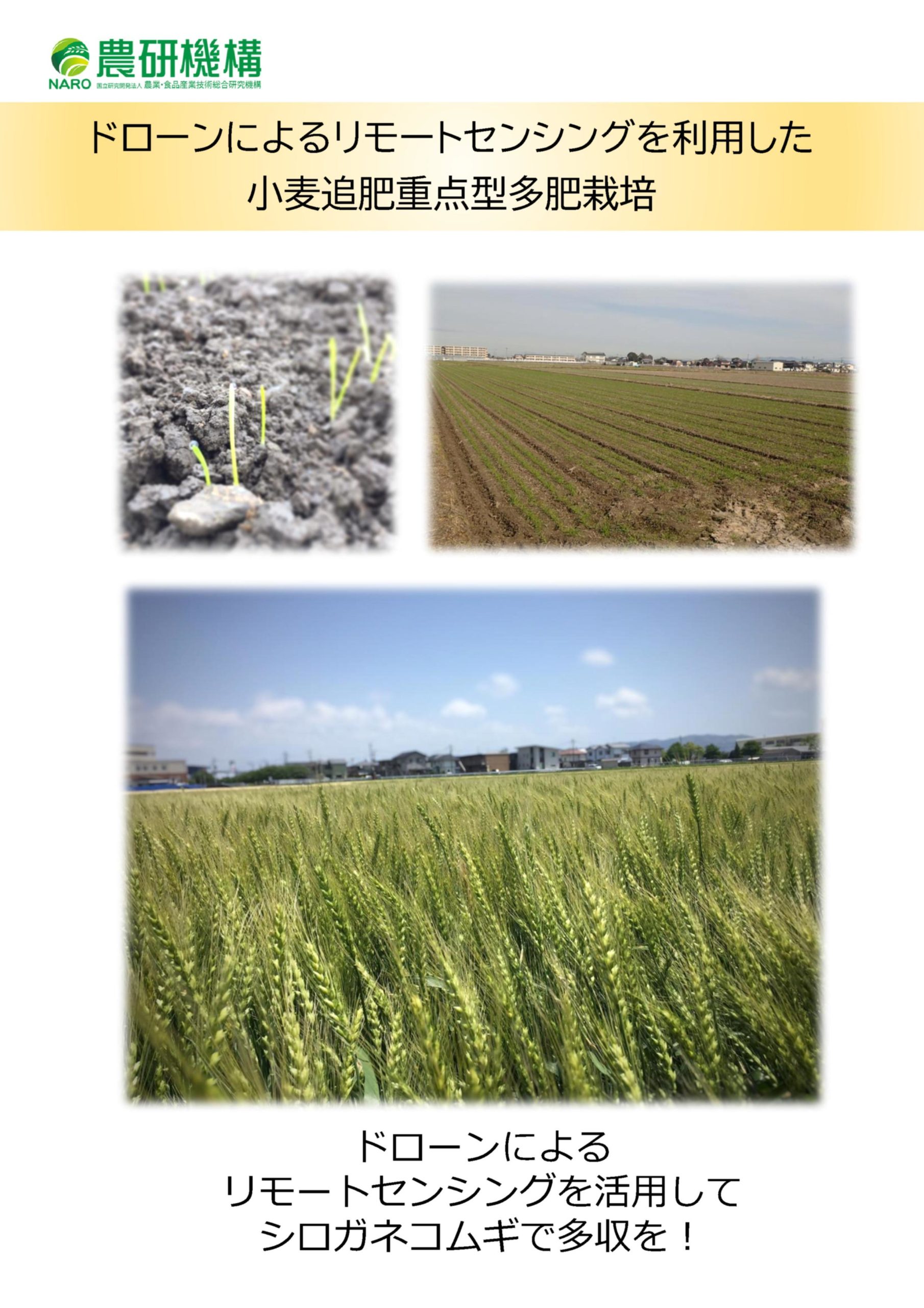 ドローンによるリモートセンシングを利用した小麦追肥重点型多肥栽培