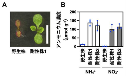 植物のアンモニウム毒性の原因を解明～将来の高CO2環境に適した作物の開発に期待～