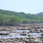 サンゴを使ってシンガポールの海水準変化の歴史を探る(Using corals to gauge Singapore’s sea-level history) サンゴを使ってシンガポールの海水準変化の歴史を探る(Using corals to gauge Singapore’s sea-level history)