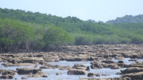 サンゴを使ってシンガポールの海水準変化の歴史を探る(Using corals to gauge Singapore’s sea-level history)