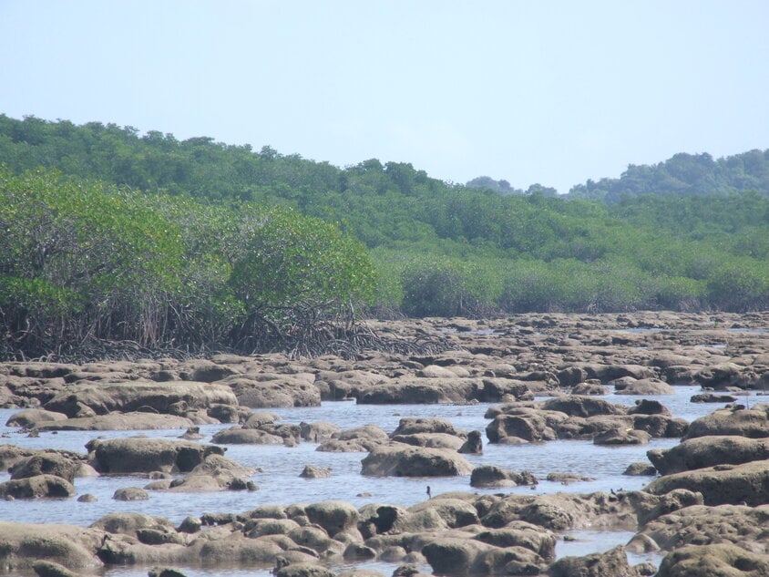 サンゴを使ってシンガポールの海水準変化の歴史を探る(Using corals to gauge Singapore’s sea-level history)