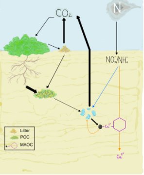 大気汚染で汚染された土壌から炭素を排出(Soil tainted by air pollution expels carbon)