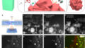 CO2 を液体燃料に変換する記録破りの銅触媒 (How a Record-Breaking Copper Catalyst Converts CO2 Into Liquid Fuels)