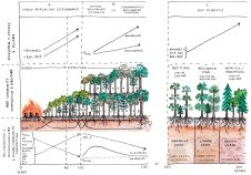 森林の炭素貯蔵に関する新たな発見（Time Is Not the Driving Influence of Forest Carbon Storage, U-M Study Finds）