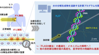 放射線による水分子の化学変化から最新がん治療に迫る！ ～放射線で分解する水分子の挙動を視覚的に追跡する計算プログラムの開発に成功～
