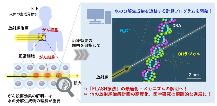 放射線による水分子の化学変化から最新がん治療に迫る！ ～放射線で分解する水分子の挙動を視覚的に追跡する計算プログラムの開発に成功～