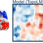 脳の構造と機能を模倣する新しいAI言語モデルを開発（A new AI language model that mimics the organization of the brain）