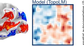 脳の構造と機能を模倣する新しいAI言語モデルを開発（A new AI language model that mimics the organization of the brain）
