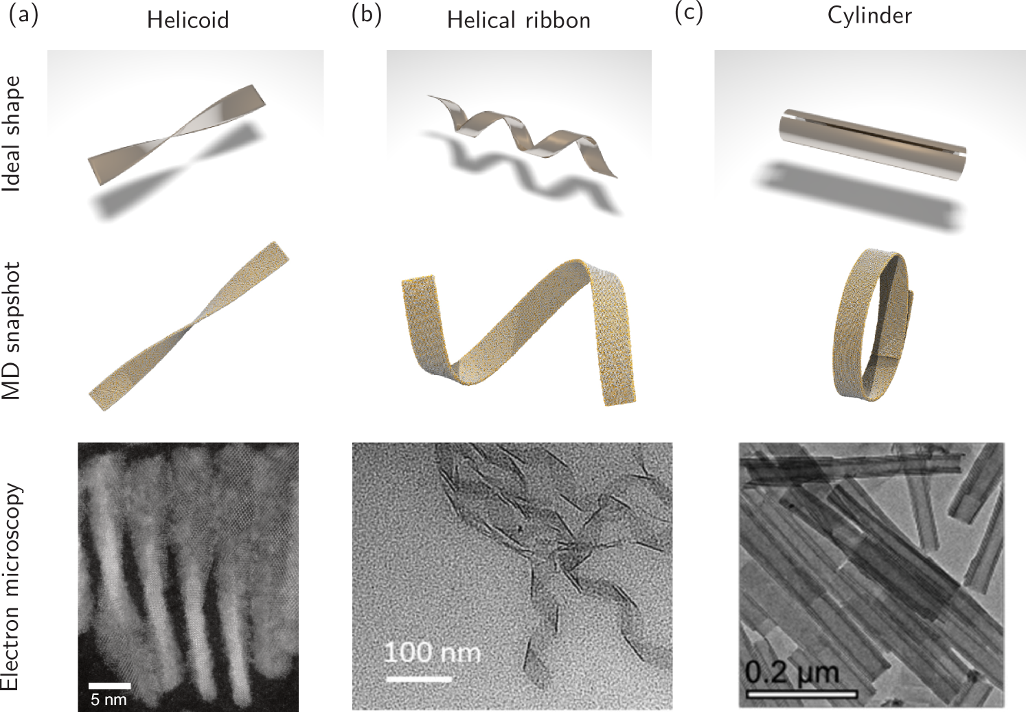 自発的な湾曲が形状変化するナノ材料の鍵となる(Spontaneous curvature the key to shape-shifting nanomaterials)