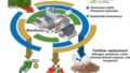 トウモロコシ廃棄物から低コストなバイオ燃料用糖を生成（Scientists discover a new way to convert corn waste into low-cost sugar for biofuel）