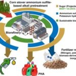 トウモロコシ廃棄物から低コストなバイオ燃料用糖を生成（Scientists discover a new way to convert corn waste into low-cost sugar for biofuel）