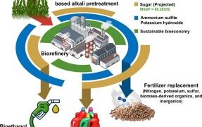 トウモロコシ廃棄物から低コストなバイオ燃料用糖を生成（Scientists discover a new way to convert corn waste into low-cost sugar for biofuel）