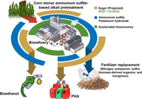 トウモロコシ廃棄物から低コストなバイオ燃料用糖を生成（Scientists discover a new way to convert corn waste into low-cost sugar for biofuel）
