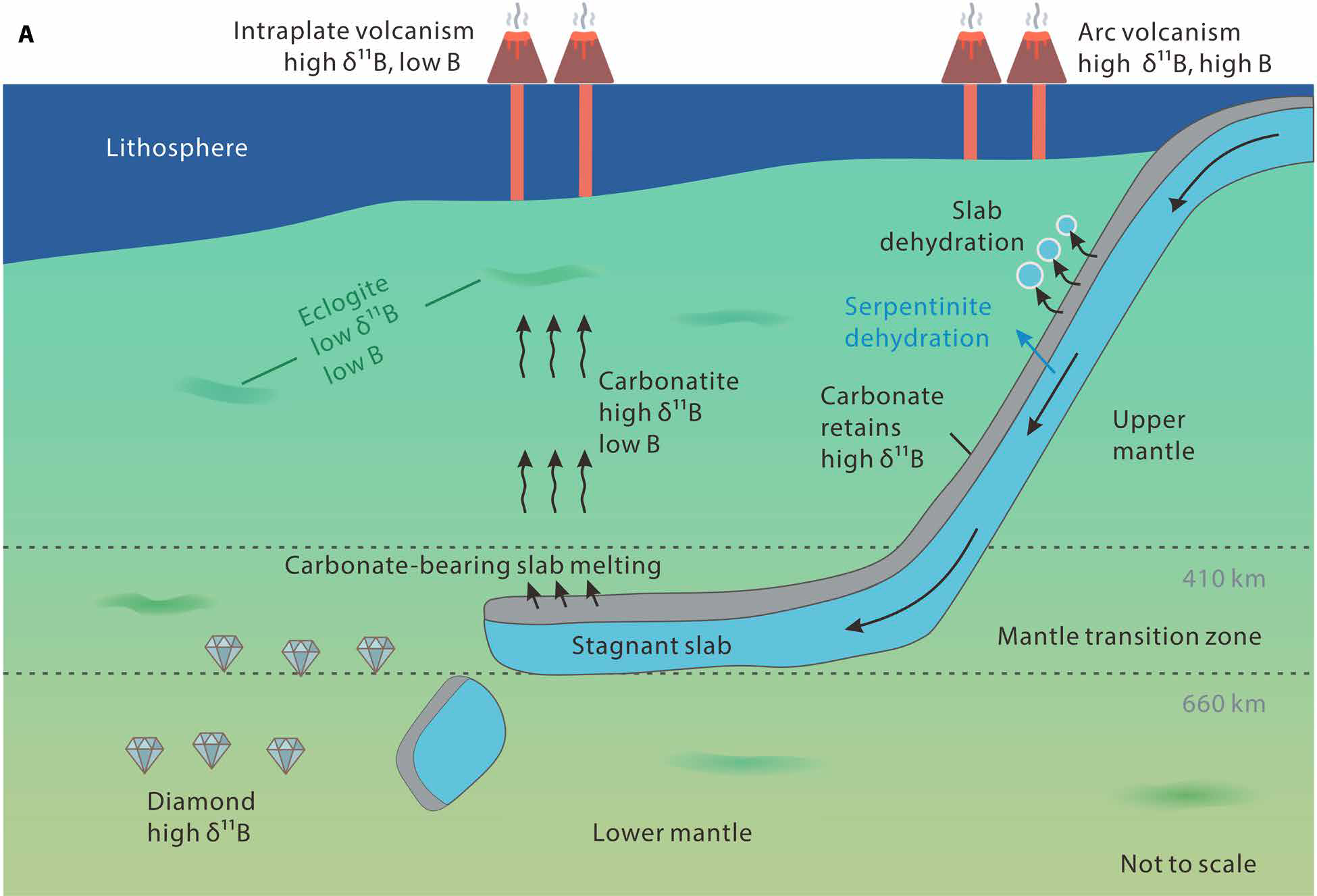 表層炭酸塩が重いホウ素同位体をマントル深部に輸送（Scientists Discover Surface Carbonates can Transport Heavy Boron Isotopes into Deep Mantle）