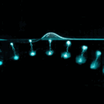水のリングが跳ねる仕組みを解明（How Do Water Rings “Bounce”? New Discovery Answers Decades-Old Question）