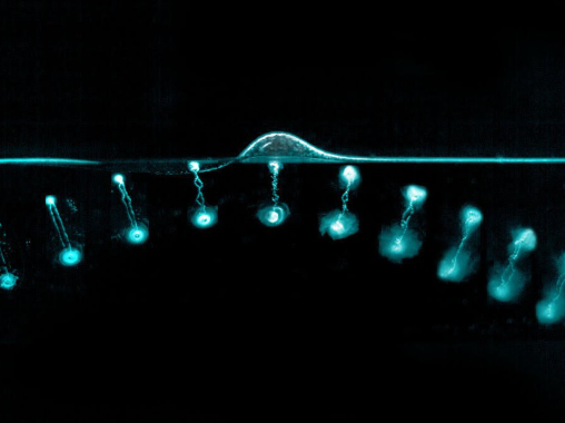 水のリングが跳ねる仕組みを解明（How Do Water Rings “Bounce”? New Discovery Answers Decades-Old Question）