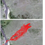 AI衛星調査によりセレンゲティのヌーの推定数値に再考促す(AI satellite survey challenges long-standing estimates of Serengeti wildebeest numbers)