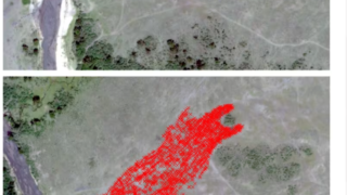 AI衛星調査によりセレンゲティのヌーの推定数値に再考促す(AI satellite survey challenges long-standing estimates of Serengeti wildebeest numbers)