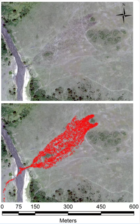 Satellite images showing wildebeest migration at a river crossing. The top panel shows a dense herd on one side of the river. The bottom panel highlights the herd’s movement across the river with red markers tracking their path.