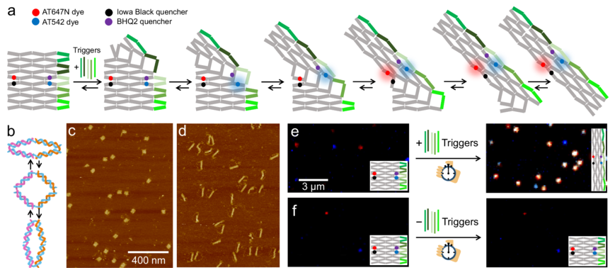 DNAで作られたプログラム可能なナノロボット(Programmable nanorobots made of DNA)