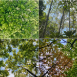 森林の多様性が生産性を高める仕組みを解明（Researchers Discover How Forest Biodiversity Increases Productivity via Complementary Use of Canopy Space by Tree Species）
