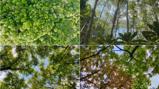 森林の多様性が生産性を高める仕組みを解明（Researchers Discover How Forest Biodiversity Increases Productivity via Complementary Use of Canopy Space by Tree Species）