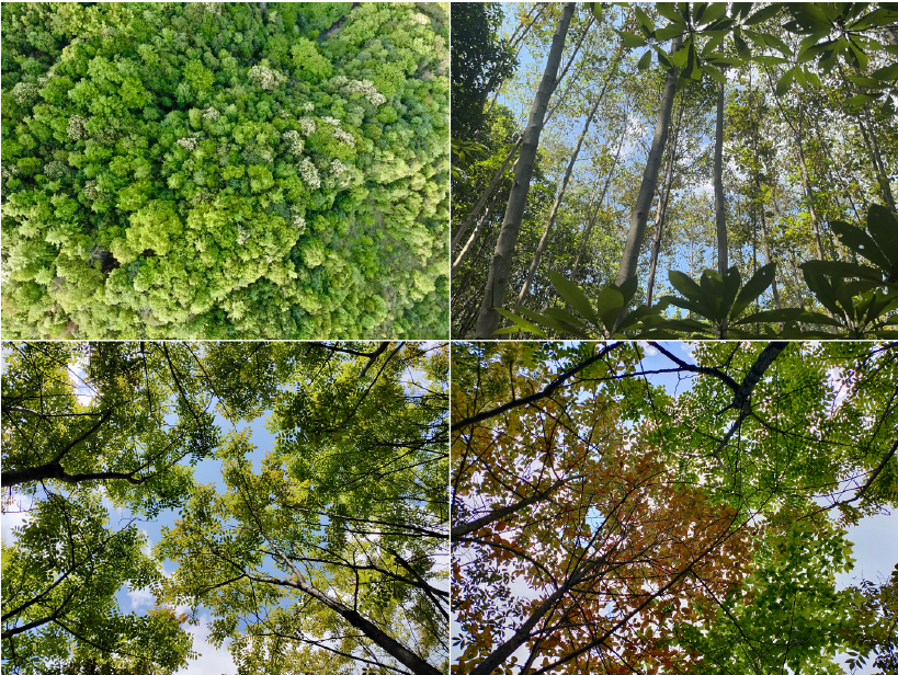 森林の多様性が生産性を高める仕組みを解明（Researchers Discover How Forest Biodiversity Increases Productivity via Complementary Use of Canopy Space by Tree Species）
