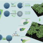 生物模倣型二相ナノ農薬によるスマート制御放出技術を開発（Bioinspired Dual-phase Nanopesticide Enables Smart Controlled Release）