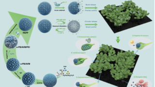 生物模倣型二相ナノ農薬によるスマート制御放出技術を開発（Bioinspired Dual-phase Nanopesticide Enables Smart Controlled Release）