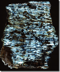 化石分子分析で過去の環境を再構築(Metabolic Analyses of Animal Fossils Helps Scientists Reconstruct Million-Year-Old Environments) 化石分子分析で過去の環境を再構築(Metabolic Analyses of Animal Fossils Helps Scientists Reconstruct Million-Year-Old Environments)