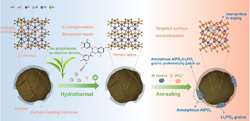 茶ポリフェノールを利用してリチウム鉄リン酸電池カソードを再生（Tea Polyphenol-powered Strategy Revives Retired LiFePO₄ Cathodes）
