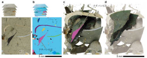 AIが7,000万年前の新種の頭足類化石を発見！～生命進化史解読を加速させるデジタル技術～