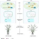 イネの分げつ角度を制御する主要遺伝子を特定（Researchers Identify Key Genes Controlling Rice Tiller Angle）