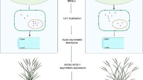 イネの分げつ角度を制御する主要遺伝子を特定（Researchers Identify Key Genes Controlling Rice Tiller Angle）