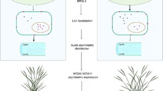イネの分げつ角度を制御する主要遺伝子を特定（Researchers Identify Key Genes Controlling Rice Tiller Angle）