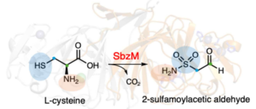 天然物生合成における新奇金属酵素反応の発見～ニッケル依存性酵素によるスルホンアミド形成機構を解明～
