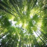 南平市の森林垂直構造の高解像度データセットを開発（High-Precision Canopy Height Dataset Illuminates Forest Structure Dynamics in Nanping City, China）